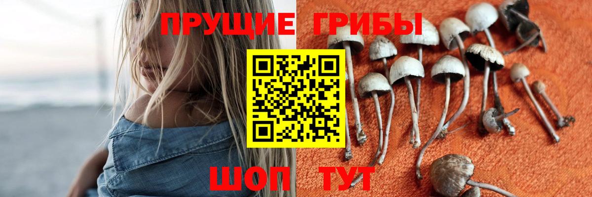 Галлюциногенные грибы Psilocybe  Псилоцибиновые грибы Psilocybe  Энгельс 